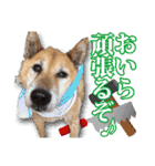 保護犬のわんこ3（個別スタンプ：31）