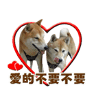 Shibainu go go go（個別スタンプ：1）
