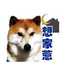 Shibainu go go go（個別スタンプ：2）