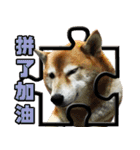 Shibainu go go go（個別スタンプ：3）