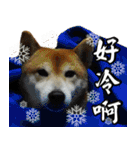 Shibainu go go go（個別スタンプ：4）