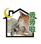 Shibainu go go go（個別スタンプ：6）