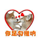 Shibainu go go go（個別スタンプ：7）