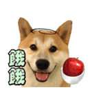 Shibainu go go go（個別スタンプ：8）