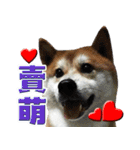 Shibainu go go go（個別スタンプ：9）