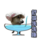 Shibainu go go go（個別スタンプ：11）