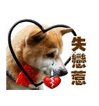 Shibainu go go go（個別スタンプ：12）