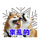 Shibainu go go go（個別スタンプ：13）
