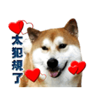 Shibainu go go go（個別スタンプ：14）