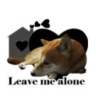 Shibainu go go go（個別スタンプ：15）