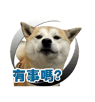 Shibainu go go go（個別スタンプ：17）