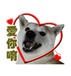 Shibainu go go go（個別スタンプ：18）