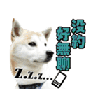 Shibainu go go go（個別スタンプ：19）
