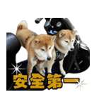 Shibainu go go go（個別スタンプ：20）
