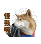 Shibainu go go go（個別スタンプ：21）