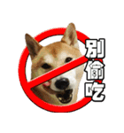 Shibainu go go go（個別スタンプ：22）