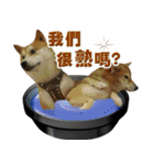 Shibainu go go go（個別スタンプ：23）