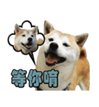 Shibainu go go go（個別スタンプ：25）