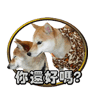 Shibainu go go go（個別スタンプ：26）