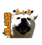 Shibainu go go go（個別スタンプ：27）
