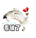 Shibainu go go go（個別スタンプ：28）