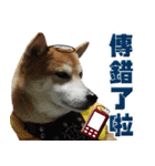 Shibainu go go go（個別スタンプ：29）