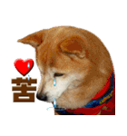 Shibainu go go go（個別スタンプ：30）