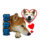 Shibainu go go go（個別スタンプ：32）