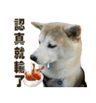 Shibainu go go go（個別スタンプ：33）