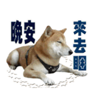 Shibainu go go go（個別スタンプ：34）