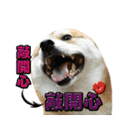 Shibainu go go go（個別スタンプ：35）