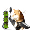 Shibainu go go go（個別スタンプ：37）