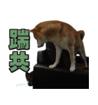 Shibainu go go go（個別スタンプ：38）