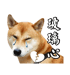 Shibainu go go go（個別スタンプ：39）