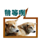 Shibainu go go go（個別スタンプ：40）