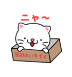 白猫の しーチャン（個別スタンプ：3）