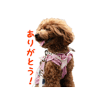 トイプードル もかちゃん vol.1（個別スタンプ：11）