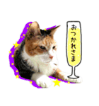 ねぎらい猫（個別スタンプ：1）