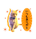 ねぎらい猫（個別スタンプ：6）