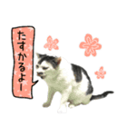 ねぎらい猫（個別スタンプ：7）