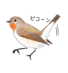 日本の野鳥3（個別スタンプ：3）