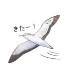 日本の野鳥3（個別スタンプ：7）