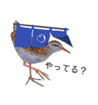 日本の野鳥3（個別スタンプ：13）