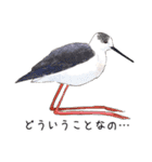 日本の野鳥3（個別スタンプ：16）