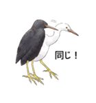 日本の野鳥3（個別スタンプ：17）