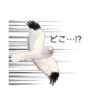 日本の野鳥3（個別スタンプ：26）
