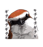 日本の野鳥3（個別スタンプ：31）