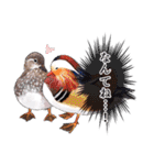 日本の野鳥3（個別スタンプ：33）