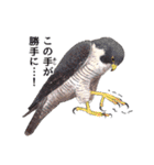 日本の野鳥3（個別スタンプ：36）