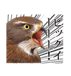 日本の野鳥3（個別スタンプ：37）